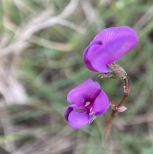 Swainsona sp. at Adaminaby, NSW - 21 Dec 2021 07:53 PM