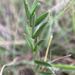 Swainsona sp. at Adaminaby, NSW - 21 Dec 2021