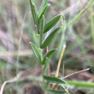 Swainsona sp. at Adaminaby, NSW - 21 Dec 2021 07:53 PM