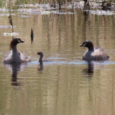 Tachybaptus novaehollandiae (Australasian Grebe) at Hume, ACT - 26 Dec 2021 by RodDeb