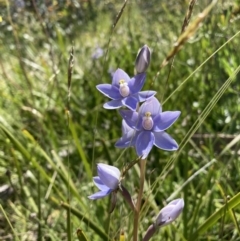 Thelymitra (Genus) (Sun Orchid) at Adaminaby, NSW - 21 Dec 2021 by waltraud