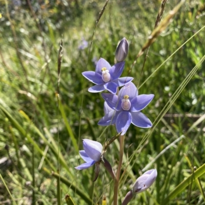 Thelymitra sp. (A Sun Orchid) at Kosciuszko National Park - 21 Dec 2021 by waltraud