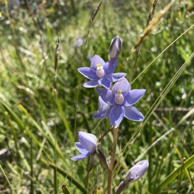 Thelymitra (Genus) (Sun Orchid) at Adaminaby, NSW - 21 Dec 2021 by waltraud