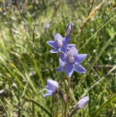 Thelymitra sp. (A sun orchid) at Adaminaby, NSW - 21 Dec 2021 by waltraud