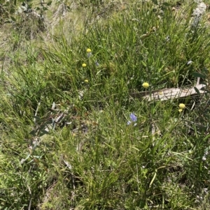 Thelymitra sp. at Adaminaby, NSW - suppressed