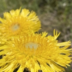 Podolepis jaceoides (Showy Copper-wire Daisy) at Kosciuszko National Park - 20 Dec 2021 by waltraud