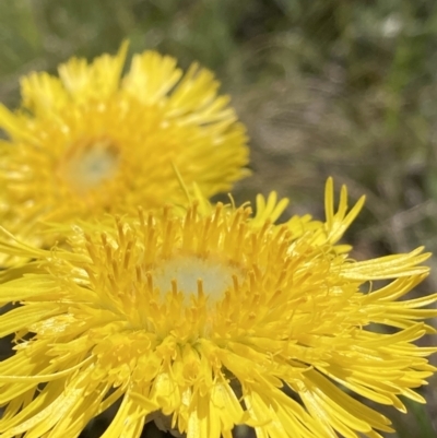 Podolepis jaceoides (Showy Copper-wire Daisy) at Kosciuszko National Park - 20 Dec 2021 by waltraud