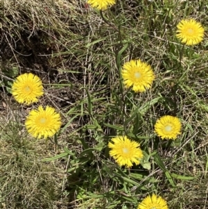 Podolepis jaceoides at Kosciuszko National Park, NSW - 21 Dec 2021 10:57 AM