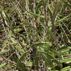 Podolepis jaceoides at Kosciuszko National Park, NSW - 21 Dec 2021