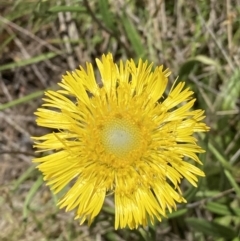 Podolepis jaceoides at Kosciuszko National Park, NSW - 21 Dec 2021 10:57 AM