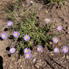 Calotis glandulosa (Mauve Burr-daisy) at Kosciuszko National Park - 21 Dec 2021 by waltraud