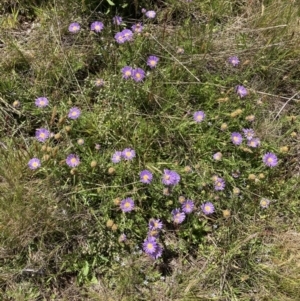 Calotis glandulosa at Kosciuszko National Park, NSW - 21 Dec 2021