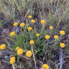 Leptorhynchos squamatus (Scaly Buttons) at Adaminaby, NSW - 17 Dec 2021 by waltraud