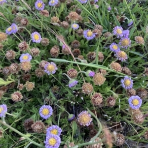 Calotis glandulosa at Adaminaby, NSW - 17 Dec 2021