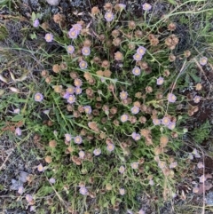 Calotis glandulosa at Adaminaby, NSW - 17 Dec 2021
