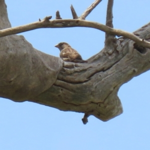 Passer domesticus at Hume, ACT - 26 Dec 2021