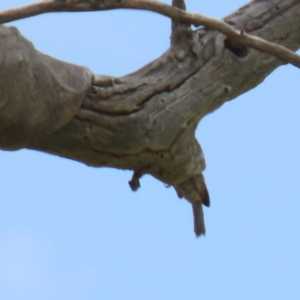 Passer domesticus at Hume, ACT - 26 Dec 2021