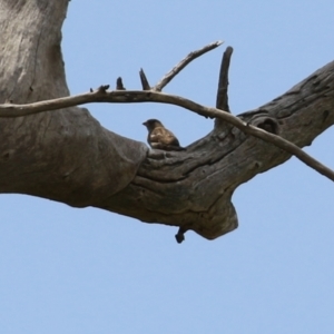 Passer domesticus at Hume, ACT - 26 Dec 2021