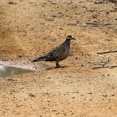 Phaps chalcoptera (Common Bronzewing) at Burragate, NSW - 21 Dec 2021 by KylieWaldon