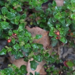 Einadia hastata (Berry Saltbush) at Burragate, NSW - 22 Dec 2021 by KylieWaldon