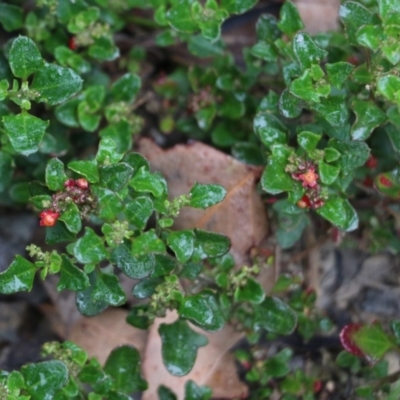 Einadia hastata (Berry Saltbush) at Burragate, NSW - 22 Dec 2021 by KylieWaldon