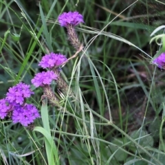 Verbena sp. (Purpletop) at South East Forest National Park - 21 Dec 2021 by KylieWaldon