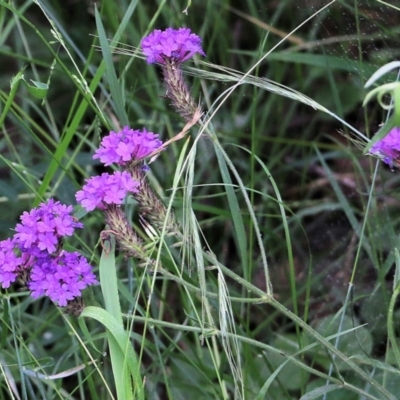 Verbena sp. (Purpletop) at Burragate, NSW - 21 Dec 2021 by KylieWaldon