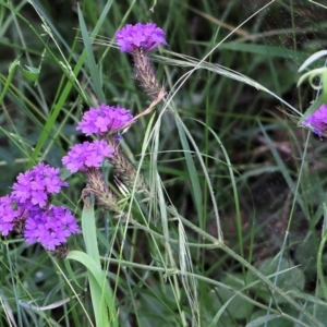 Verbena sp. at Burragate, NSW - 22 Dec 2021