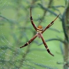 Argiope keyserlingi (St Andrew's Cross Spider) at Burragate, NSW - 21 Dec 2021 by KylieWaldon