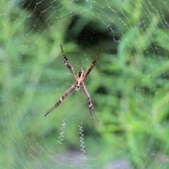 Argiope keyserlingi at Burragate, NSW - 22 Dec 2021