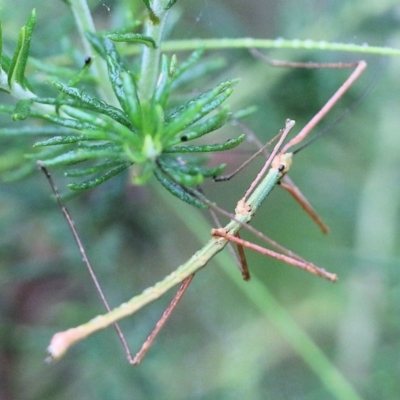 Unidentified Stick insect (Phasmatodea) at Burragate, NSW - 22 Dec 2021 by KylieWaldon