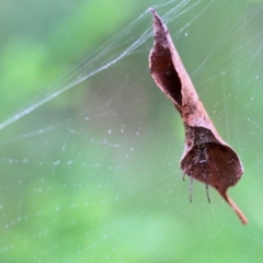 Unidentified Spider (Araneae) at South East Forest National Park - 21 Dec 2021 by KylieWaldon