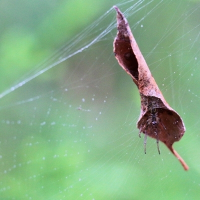 Unidentified Spider (Araneae) at South East Forest National Park - 21 Dec 2021 by KylieWaldon