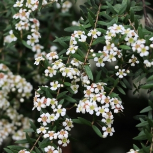 Sannantha pluriflora at Wyndham, NSW - suppressed