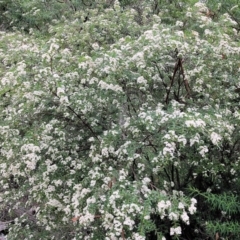 Sannantha pluriflora at Wyndham, NSW - suppressed