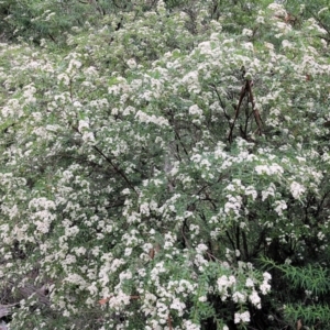 Sannantha pluriflora at Wyndham, NSW - suppressed