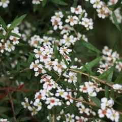 Sannantha pluriflora at Wyndham, NSW - suppressed