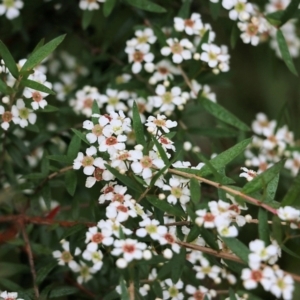 Sannantha pluriflora at Wyndham, NSW - 22 Dec 2021