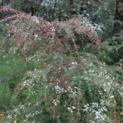 Sannantha pluriflora at Wyndham, NSW - suppressed