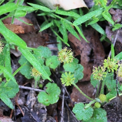 Hydrocotyle laxiflora (Stinking Pennywort) at Burragate, NSW - 21 Dec 2021 by KylieWaldon