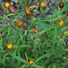 Xerochrysum bracteatum (Golden Everlasting) at Burragate, NSW - 22 Dec 2021 by KylieWaldon