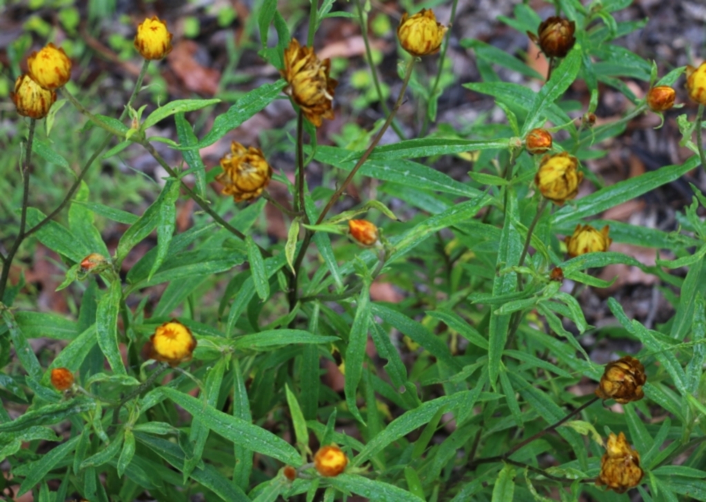 Xerochrysum bracteatum at Burragate, NSW - 22 Dec 2021