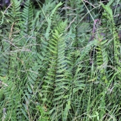 Pellaea falcata (Sickle fern) at Burragate, NSW - 21 Dec 2021 by KylieWaldon