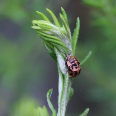 Harmonia conformis (Common Spotted Ladybird) at South East Forest National Park - 22 Dec 2021 by KylieWaldon