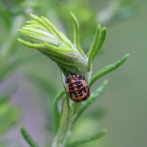 Harmonia conformis at Burragate, NSW - 22 Dec 2021