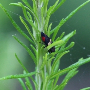 Castiarina bella at Burragate, NSW - 22 Dec 2021