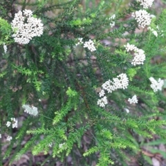 Ozothamnus diosmifolius (rice flower, white dogwood, pill flower, sago bush) at Burragate, NSW - 21 Dec 2021 by KylieWaldon