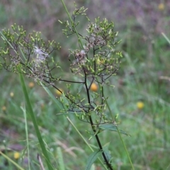 Senecio (genus) (A Fireweed) at Burragate, NSW - 22 Dec 2021 by KylieWaldon