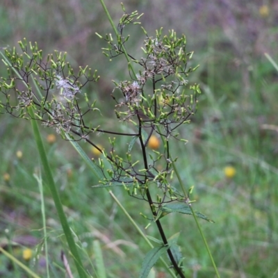Senecio (genus) (A Fireweed) at Burragate, NSW - 22 Dec 2021 by KylieWaldon