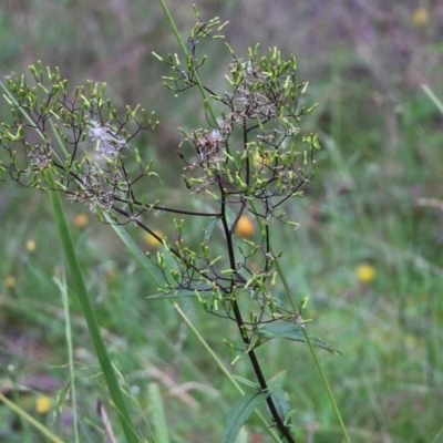 Senecio sp. (A Fireweed) at South East Forest National Park - 21 Dec 2021 by KylieWaldon